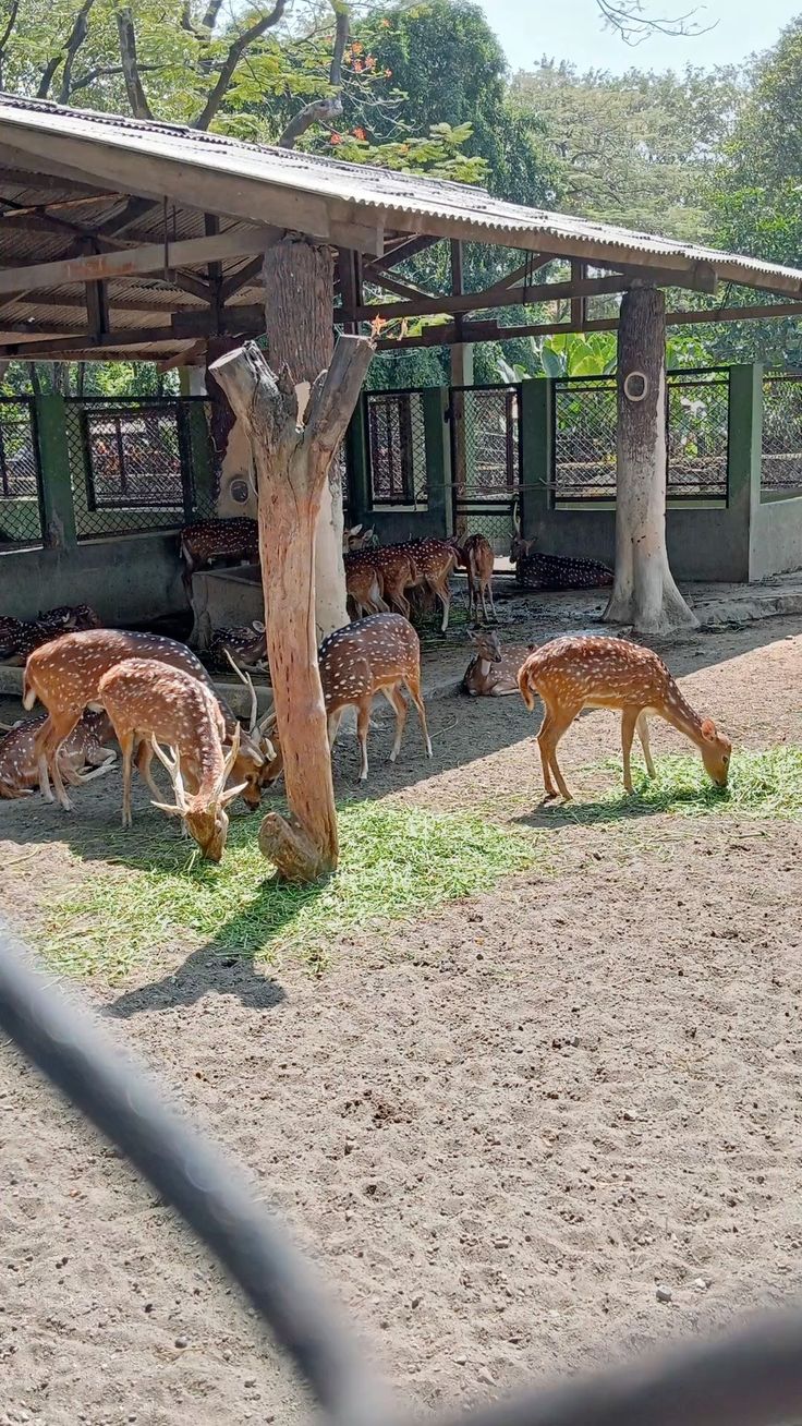 Sakkarbaug Zoo